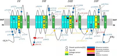 Frontiers | Phenotypic and Genotypic Characteristics of SCN1A